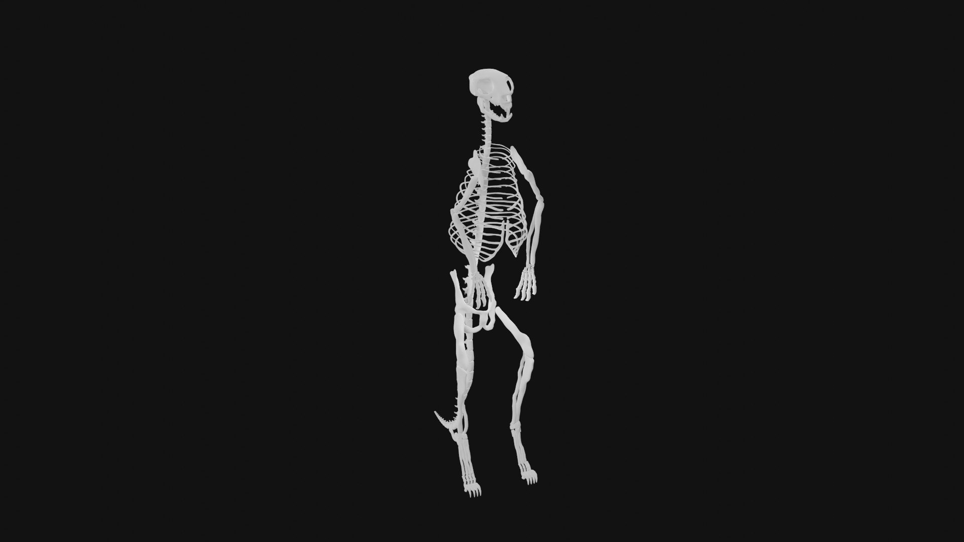 Meerkat Skeleton 3D Model - TurboSquid 1992822