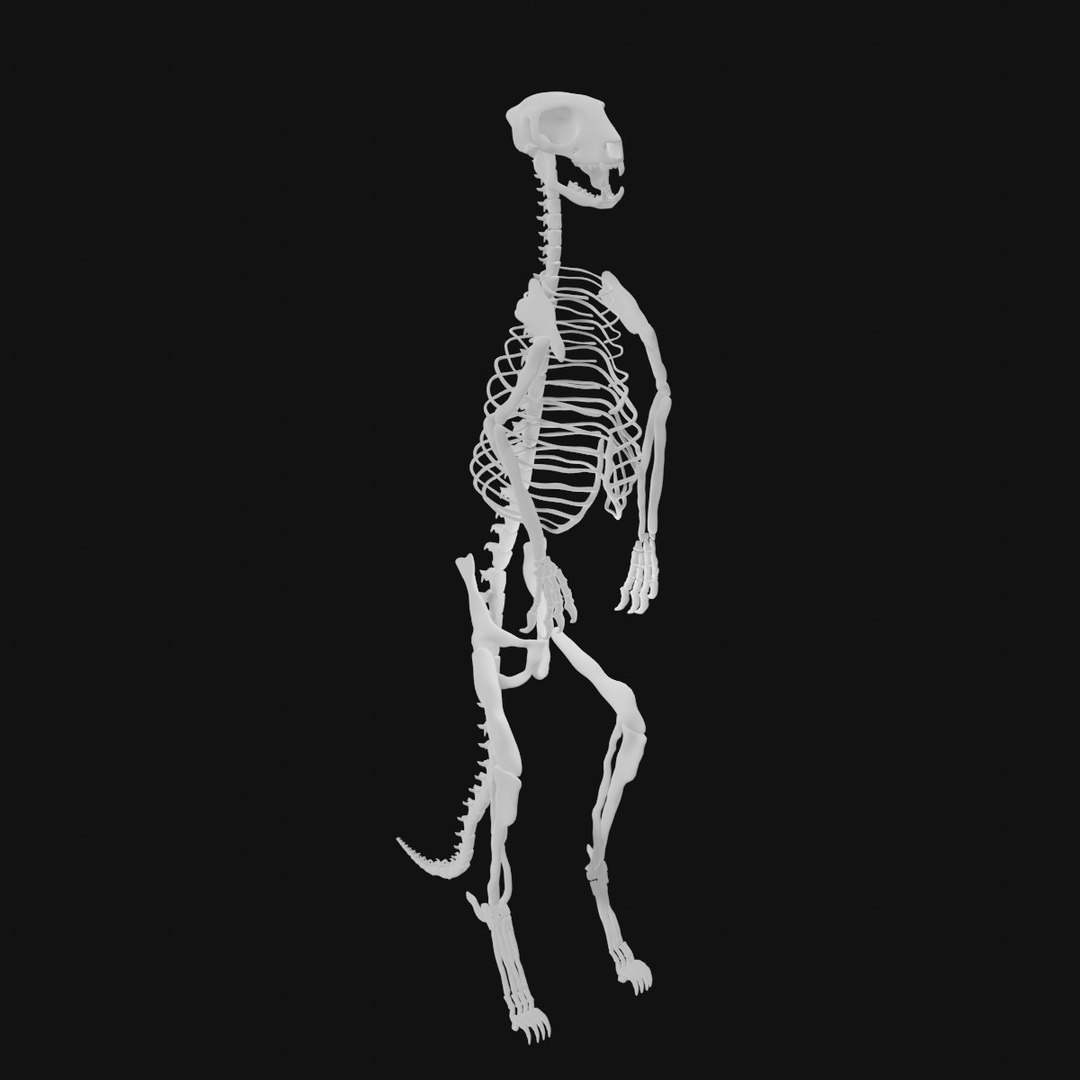 Meerkat Skeleton 3D Model - TurboSquid 1992822