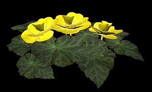 obj flower begonia yellow
