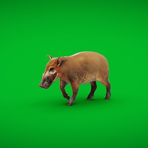 Red River Hog 3D