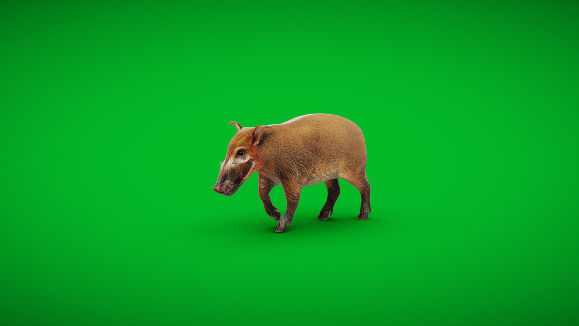 Red River Hog 3D - TurboSquid 2372831