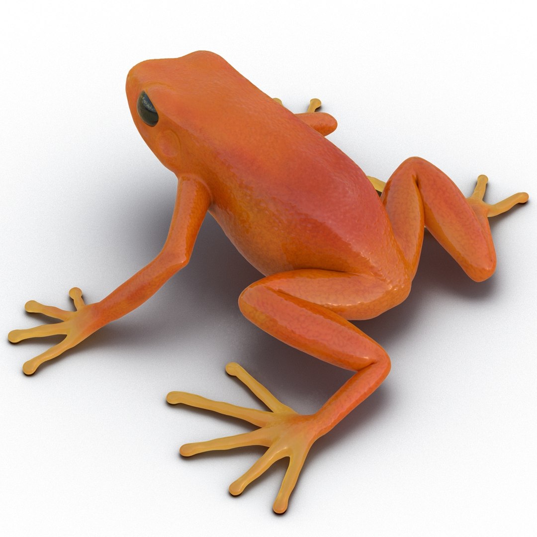 mantella frog rigged animate 3d max https://p.turbosquid.com/ts-thumb/4o/hZSRLH/26PxT2xp/mantellafrogrigged3dmodel12/jpg/1452842177/1920x1080/fit_q87/572b0395d08bd27044fcec0d1e7c485e98e886d2/mantellafrogrigged3dmodel12.jpg