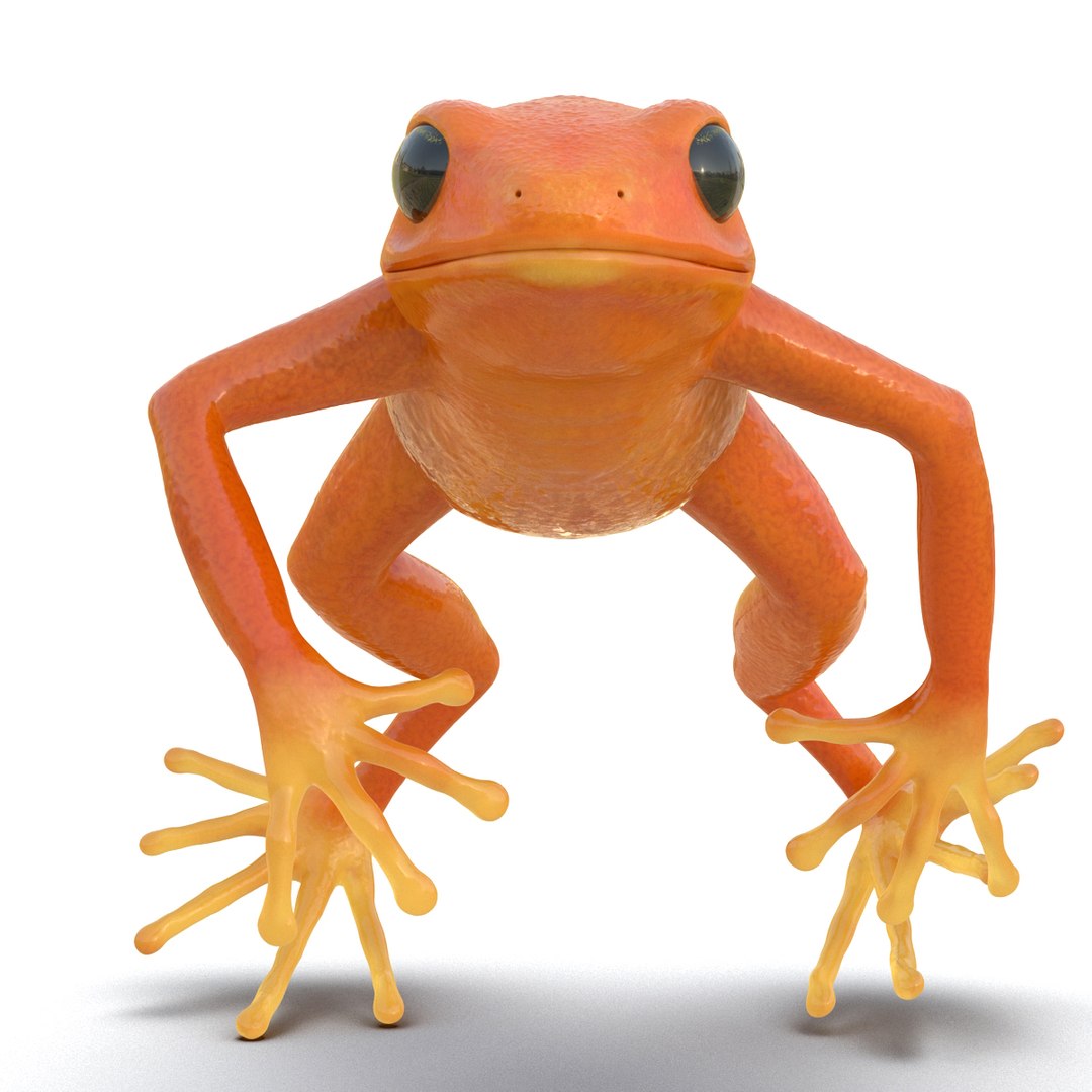 mantella frog rigged animate 3d max https://p.turbosquid.com/ts-thumb/4o/hZSRLH/6yxKciW4/mantellafrogrigged3dmodel15/jpg/1452842177/1920x1080/fit_q87/29ff0663ecd4101a70791f0e227ad77f643add96/mantellafrogrigged3dmodel15.jpg