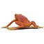 Mantella Frog Rigged 3D Model