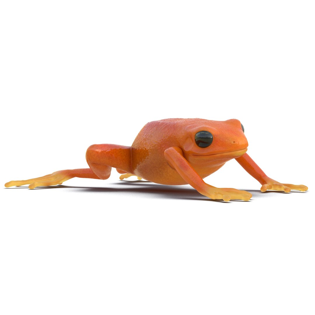 mantella frog rigged animate 3d max https://p.turbosquid.com/ts-thumb/4o/hZSRLH/8F19UbzY/mantellafrogrigged3dmodel02/jpg/1452842176/1920x1080/fit_q87/b325509b6127d3c84c2868674dcc9d3a4483c02f/mantellafrogrigged3dmodel02.jpg