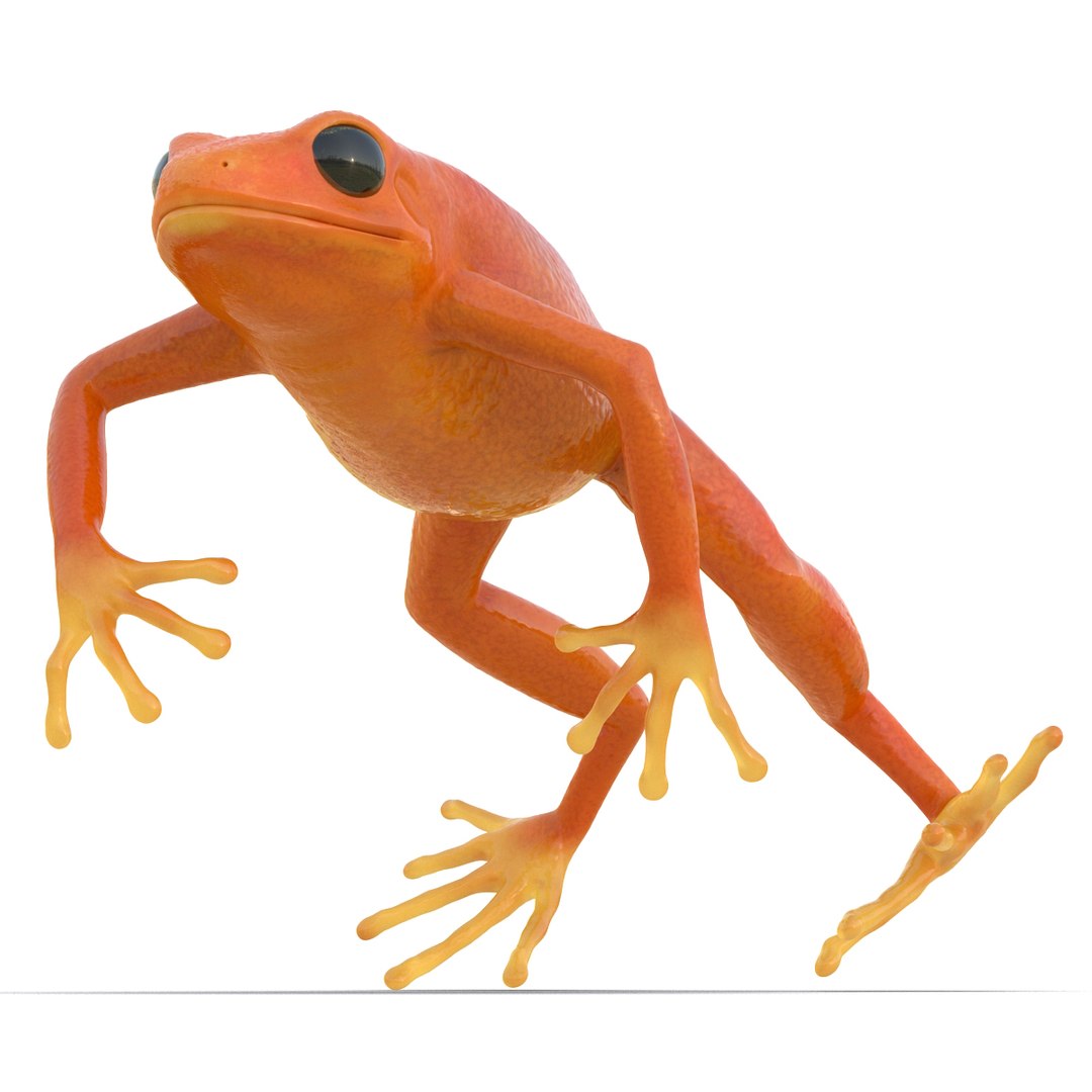 mantella frog rigged animate 3d max https://p.turbosquid.com/ts-thumb/4o/hZSRLH/8vviCuvO/mantellafrogrigged3dmodel18/jpg/1452842177/1920x1080/fit_q87/2a23e4719c335b5fe7f6d000331c4ec37143b766/mantellafrogrigged3dmodel18.jpg