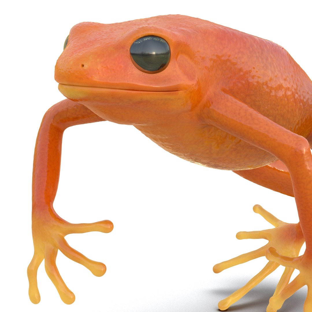 mantella frog rigged animate 3d max https://p.turbosquid.com/ts-thumb/4o/hZSRLH/COq2cmWK/mantellafrogrigged3dmodel26/jpg/1452842178/1920x1080/fit_q87/c7457ed4d52803ea602f8515a6324fc1e75e6330/mantellafrogrigged3dmodel26.jpg