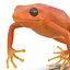 Mantella Frog Rigged 3D Model