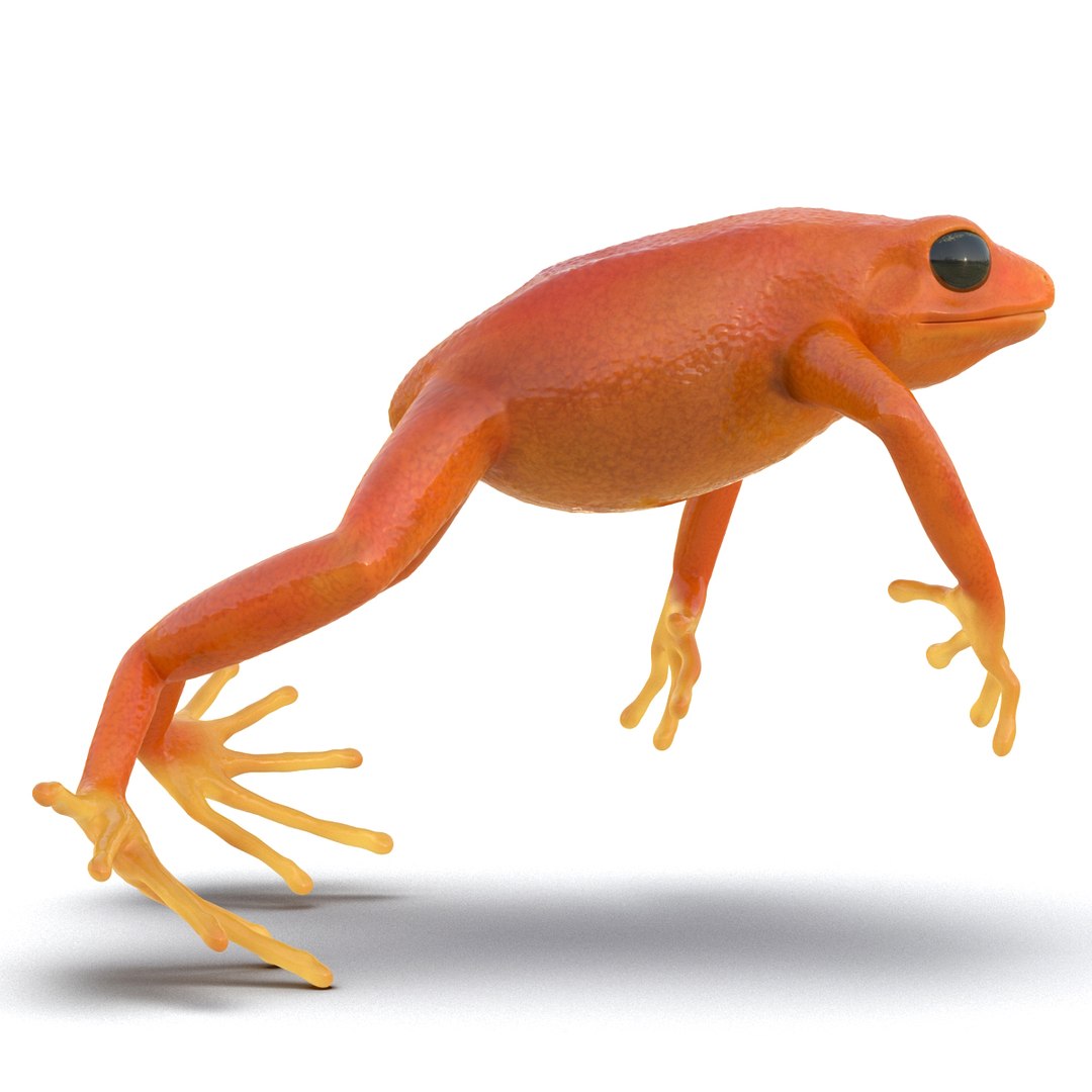 mantella frog rigged animate 3d max https://p.turbosquid.com/ts-thumb/4o/hZSRLH/Dvq3Qjn5/mantellafrogrigged3dmodel14/jpg/1452842177/1920x1080/fit_q87/8fe2e93af3fe40a65634afc58a08d4f84aeacfa5/mantellafrogrigged3dmodel14.jpg