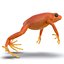 Mantella Frog Rigged 3D Model