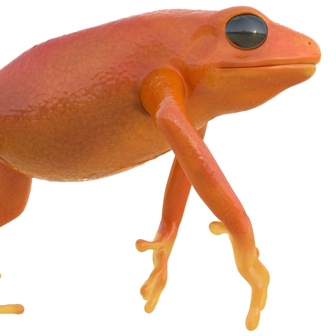 mantella frog rigged animate 3d max https://p.turbosquid.com/ts-thumb/4o/hZSRLH/FQZco6k7/mantellafrogrigged3dmodel27/jpg/1452842178/1920x1080/fit_q87/b65381a9bec6b3a6e163317d3e85c775ec187ac5/mantellafrogrigged3dmodel27.jpg