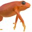 Mantella Frog Rigged 3D Model
