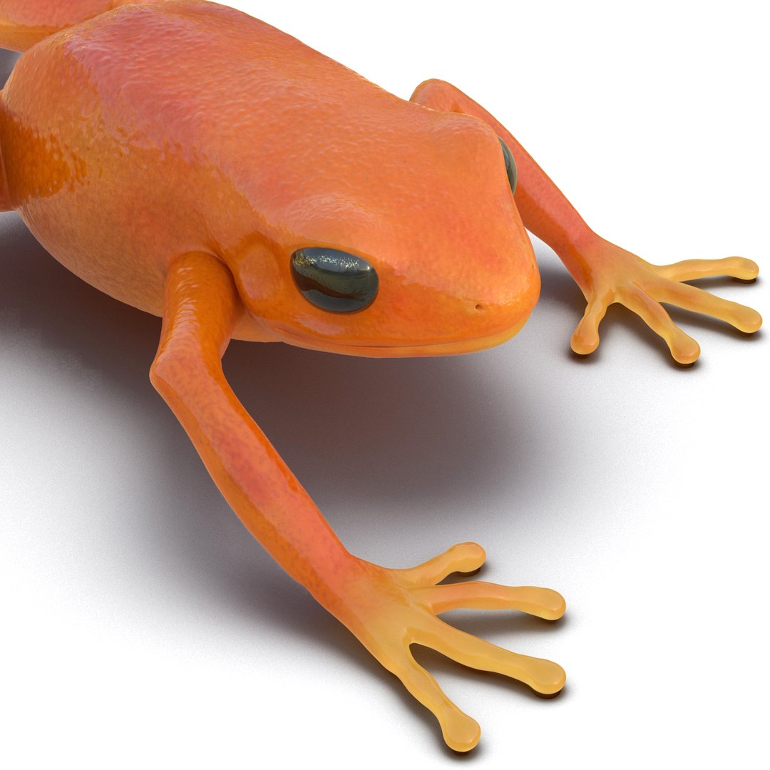 mantella frog rigged animate 3d max https://p.turbosquid.com/ts-thumb/4o/hZSRLH/OF5iNVn5/mantellafrogrigged3dmodel25/jpg/1452842178/1920x1080/fit_q87/d304048d285db64dce86c4b9b70476d40400f53f/mantellafrogrigged3dmodel25.jpg