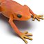 Mantella Frog Rigged 3D Model