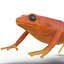 Mantella Frog Rigged 3D Model