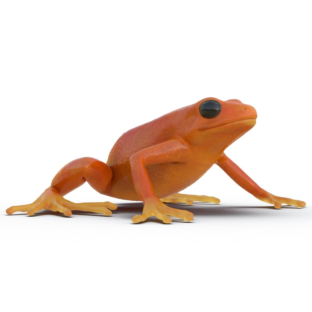 mantella frog rigged animate 3d max https://p.turbosquid.com/ts-thumb/4o/hZSRLH/THZ1GJ9V/mantellafrogrigged3dmodel07/jpg/1452842176/1920x1080/fit_q87/5fec6ac45f269e302d3fc0030ee4122f9da1e5e6/mantellafrogrigged3dmodel07.jpg