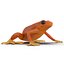 Mantella Frog Rigged 3D Model