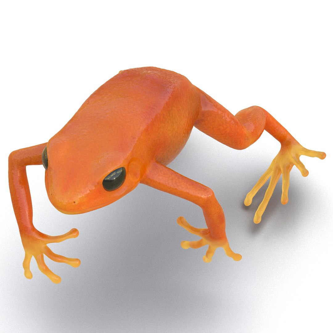 mantella frog rigged animate 3d max https://p.turbosquid.com/ts-thumb/4o/hZSRLH/TMbIEJ43/mantellafrogrigged3dmodel16/jpg/1452842177/1920x1080/fit_q87/9b8031d6050ad90d344ea497169caf59fb44c0ee/mantellafrogrigged3dmodel16.jpg