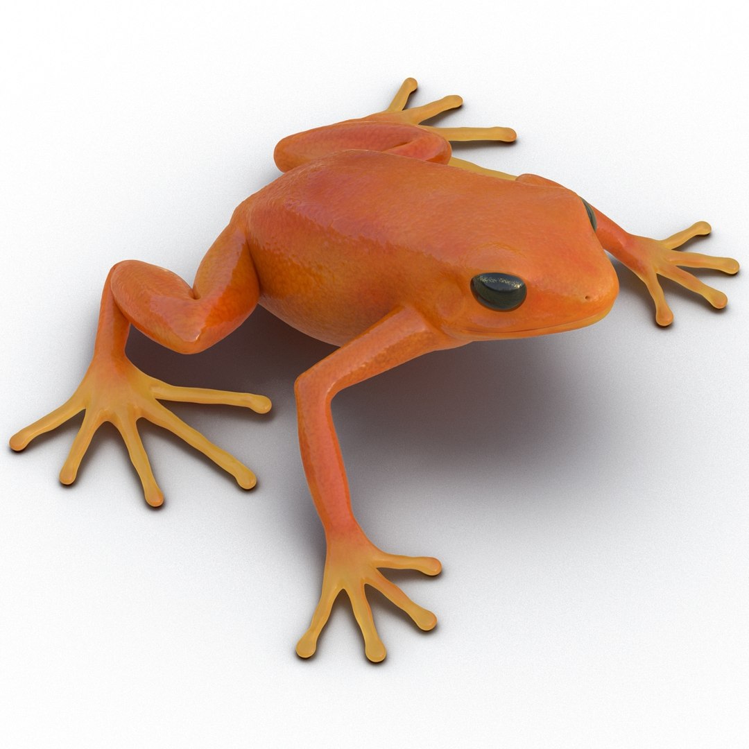 mantella frog rigged animate 3d max https://p.turbosquid.com/ts-thumb/4o/hZSRLH/agGwRKCE/mantellafrogrigged3dmodel13/jpg/1452842177/1920x1080/fit_q87/c222185565bfd7cffed91ebfd648b054fa7355fc/mantellafrogrigged3dmodel13.jpg