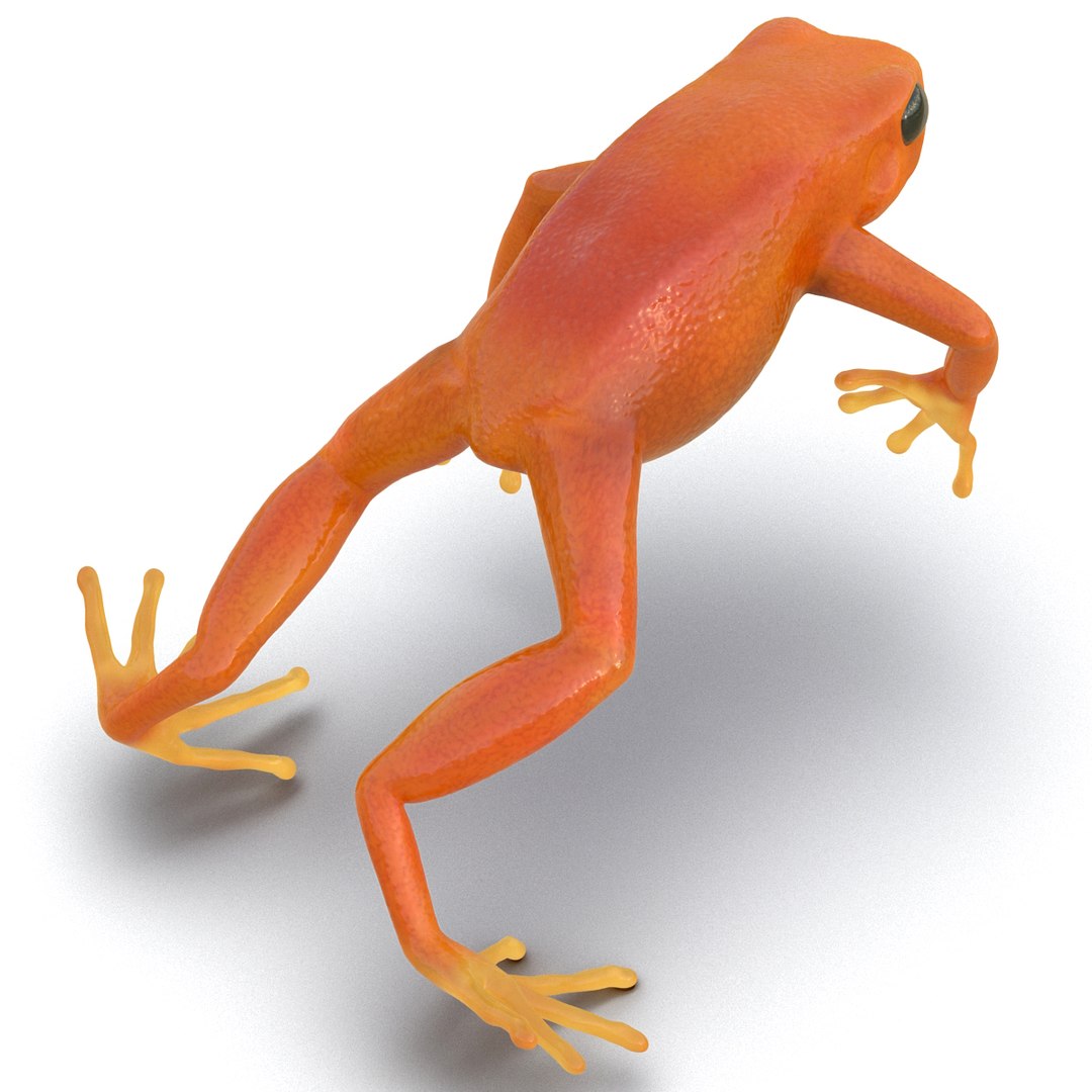 mantella frog rigged animate 3d max https://p.turbosquid.com/ts-thumb/4o/hZSRLH/ccnJuF00/mantellafrogrigged3dmodel17/jpg/1452842177/1920x1080/fit_q87/db56e104acb08d6c9538e9cd5c0087cfed201fb6/mantellafrogrigged3dmodel17.jpg