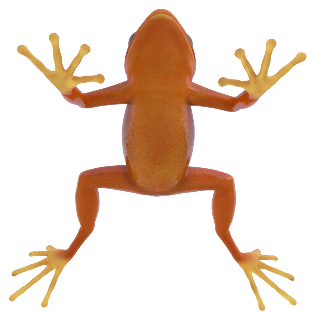 mantella frog rigged animate 3d max https://p.turbosquid.com/ts-thumb/4o/hZSRLH/fALMDGnr/mantellafrogrigged3dmodel21/jpg/1452842177/1920x1080/fit_q87/5777442cae1f7f8742b216220a170942c388210a/mantellafrogrigged3dmodel21.jpg