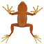 Mantella Frog Rigged 3D Model