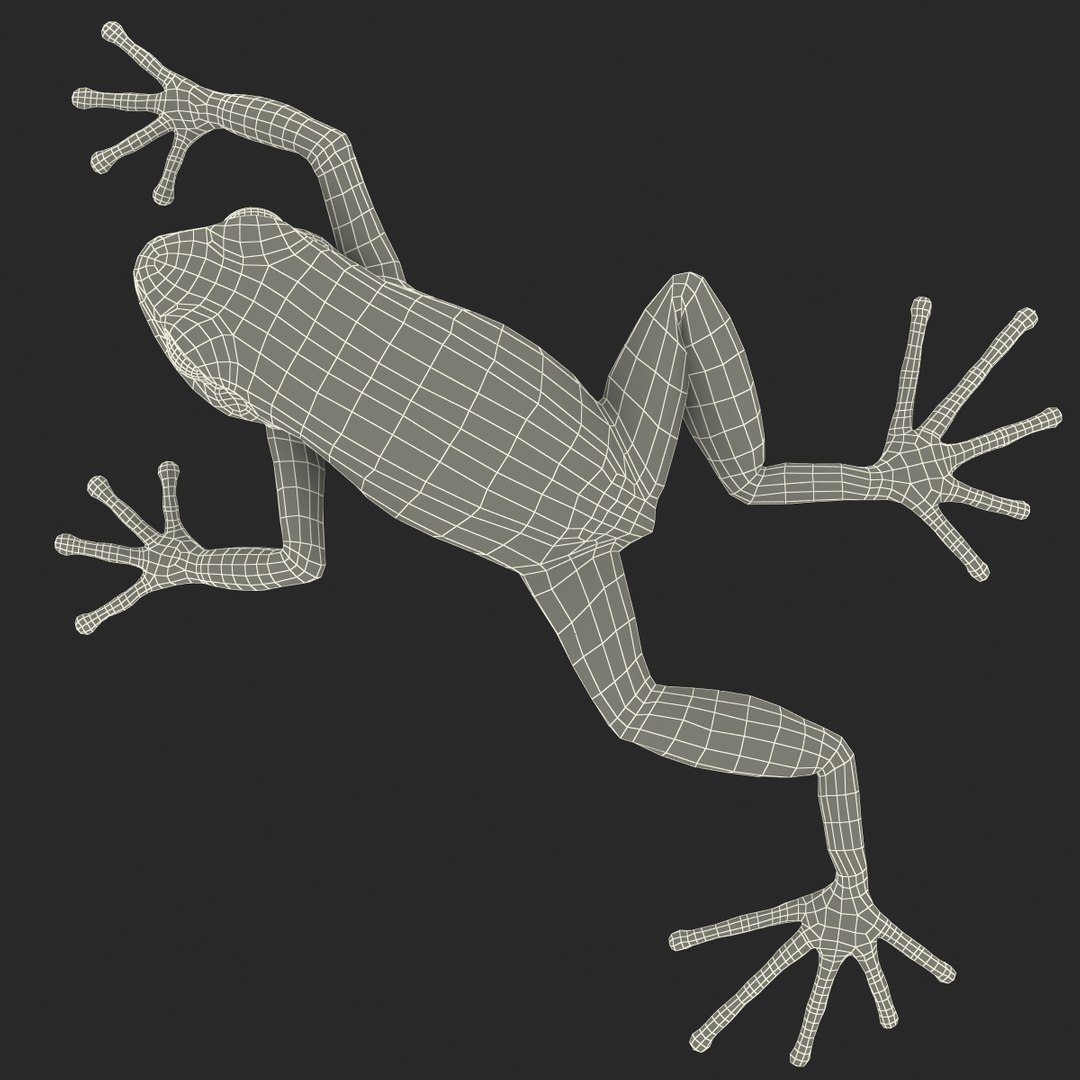 mantella frog rigged animate 3d max https://p.turbosquid.com/ts-thumb/4o/hZSRLH/gpHIX3kY/mantellafrogrigged3dmodel33/jpg/1452842179/1920x1080/fit_q87/4a05820d156563521a67ea6e055781bb4724a572/mantellafrogrigged3dmodel33.jpg