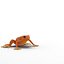 Mantella Frog Rigged 3D Model