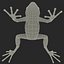 Mantella Frog Rigged 3D Model