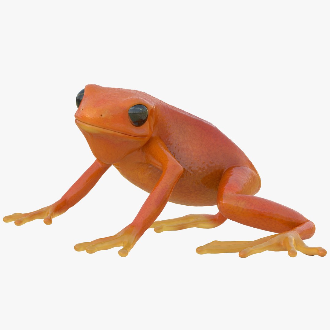 Mantella Frog Rigged 3D Model 3D model preview