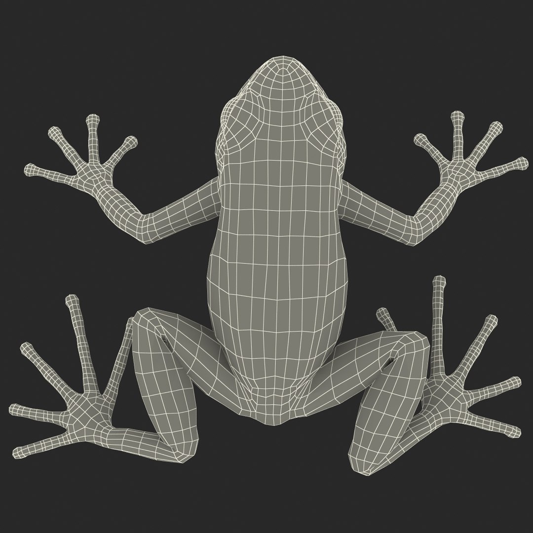 mantella frog rigged animate 3d max https://p.turbosquid.com/ts-thumb/4o/hZSRLH/zhE7ilDe/mantellafrogrigged3dmodel41/jpg/1452842179/1920x1080/fit_q87/6ef041bec70c003f5dfbbc32f911a865ddcfd212/mantellafrogrigged3dmodel41.jpg