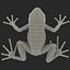Mantella Frog Rigged 3D Model