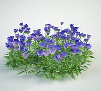 tussock bellflower