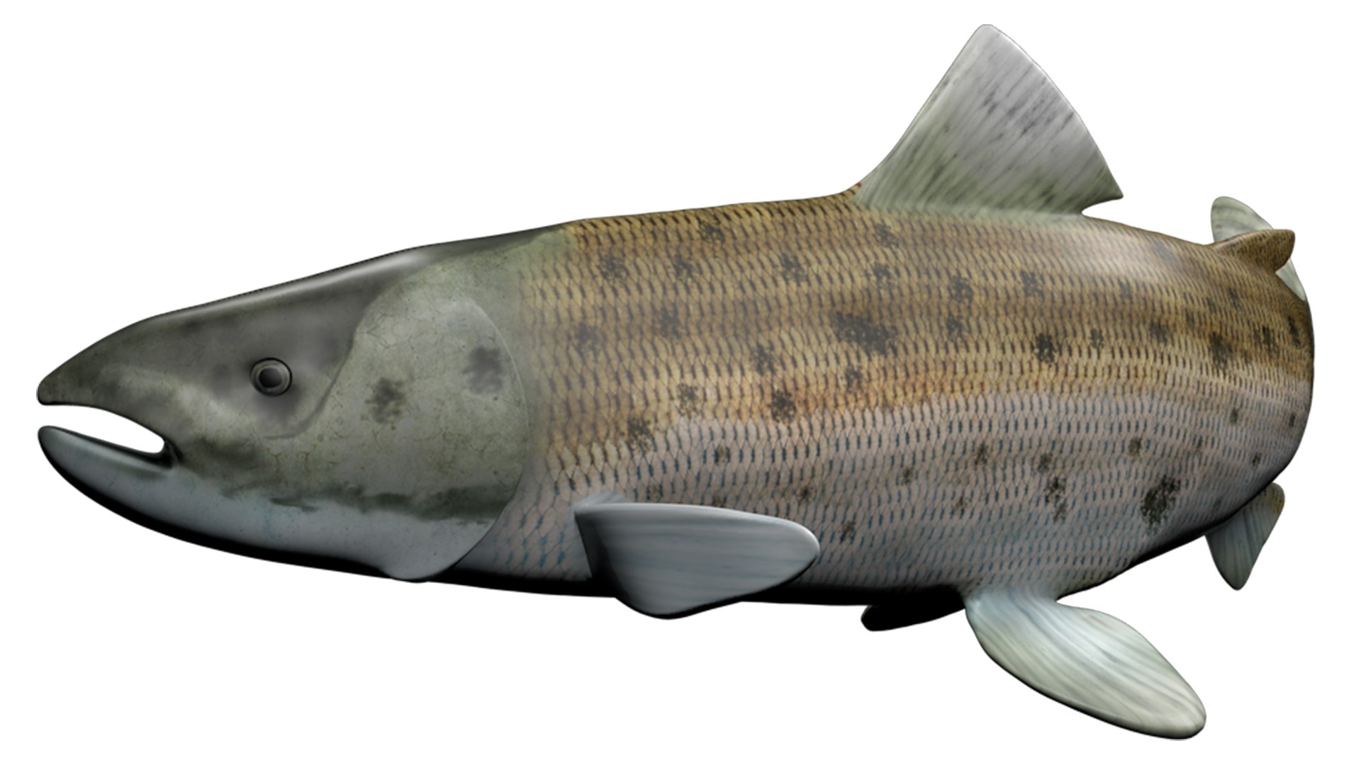 3D Salmon fish model https://p.turbosquid.com/ts-thumb/4o/qMfCRa/4z/imsalmon04/jpg/1629296375/1920x1080/fit_q87/2066b80b5e30815c43e3d0e6afc0f1057bffe6be/imsalmon04.jpg