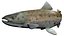 Salmon fish