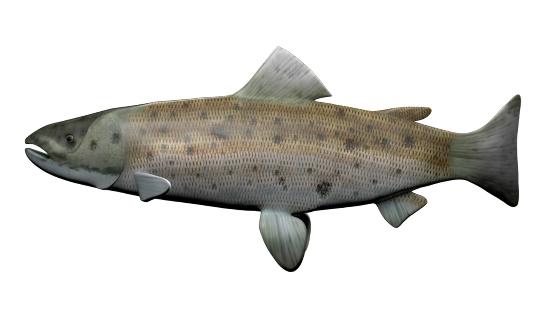 3D Salmon fish model https://p.turbosquid.com/ts-thumb/4o/qMfCRa/Tx/imsalmon02/jpg/1629296375/1920x1080/fit_q87/a46675c331c929a09a6bc058de04416b78eec830/imsalmon02.jpg