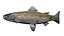 Salmon fish