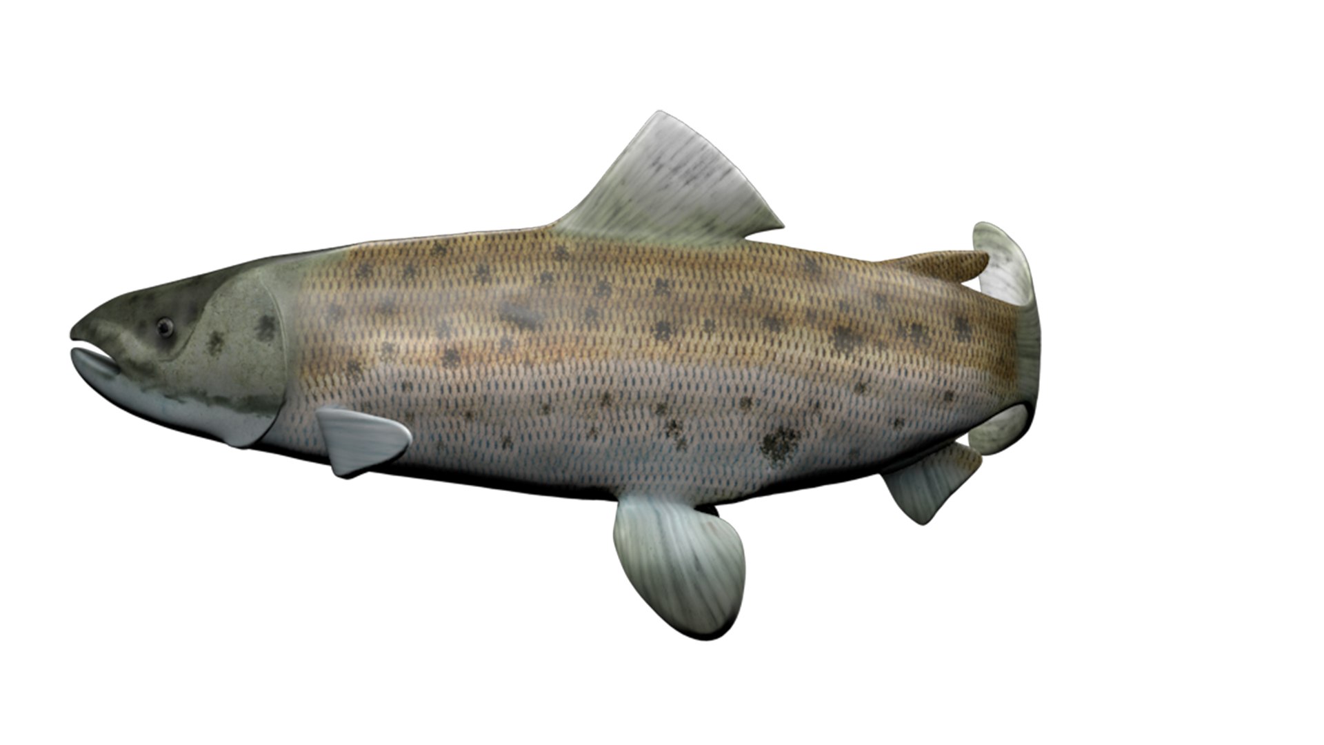 3D Salmon fish model https://p.turbosquid.com/ts-thumb/4o/qMfCRa/Vd/imsalmon03/jpg/1629296373/1920x1080/fit_q87/5aefed499ea8e3510a5a77a09c0586cdbfe841bd/imsalmon03.jpg