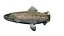 Salmon fish