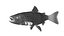 Salmon fish