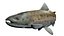 Salmon fish