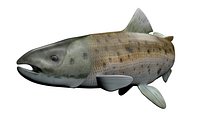 Salmon fish