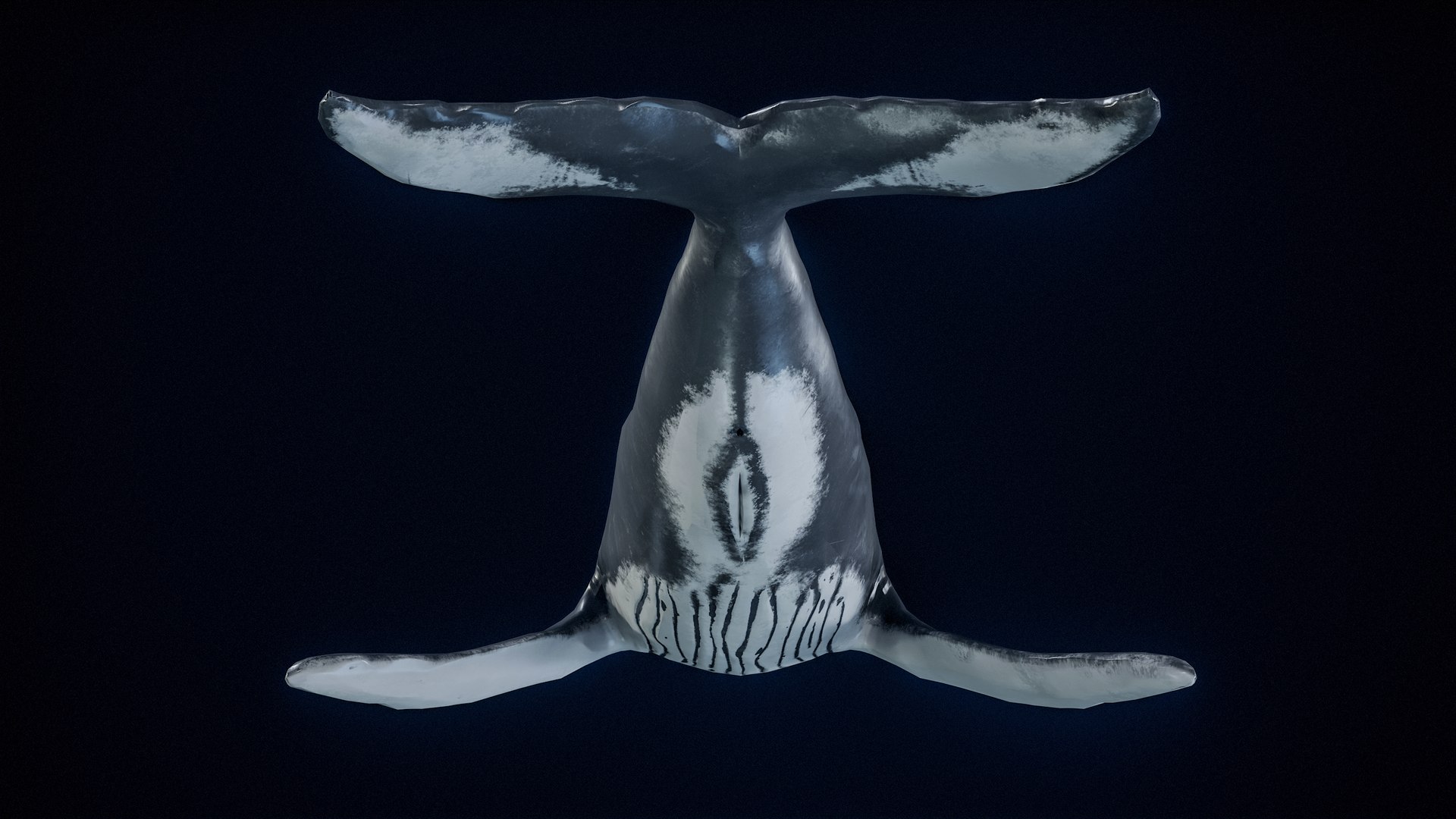 Humpback Whale PBR 3D model - TurboSquid 2098408