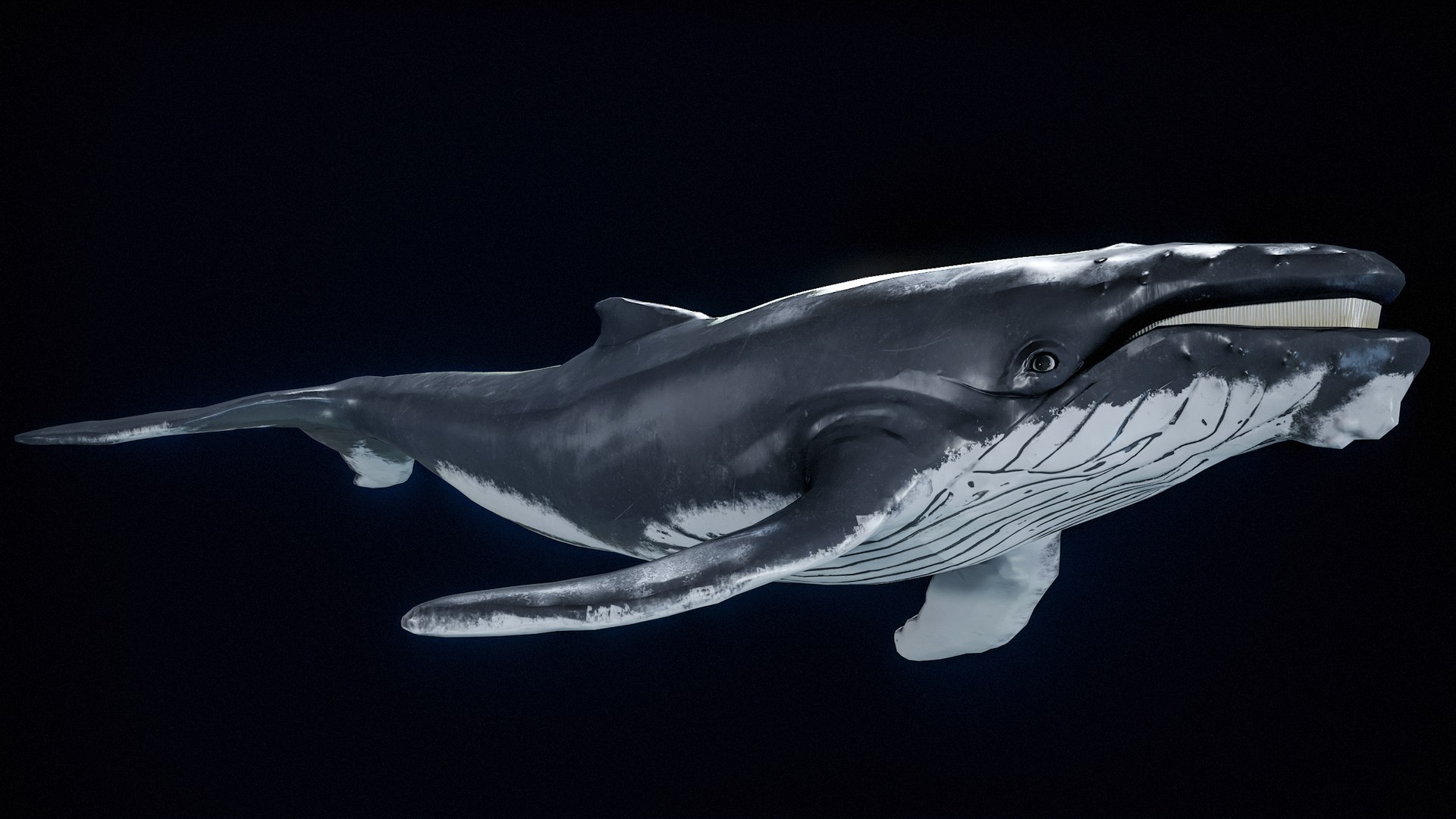 Humpback Whale PBR 3D Model - TurboSquid 2098408