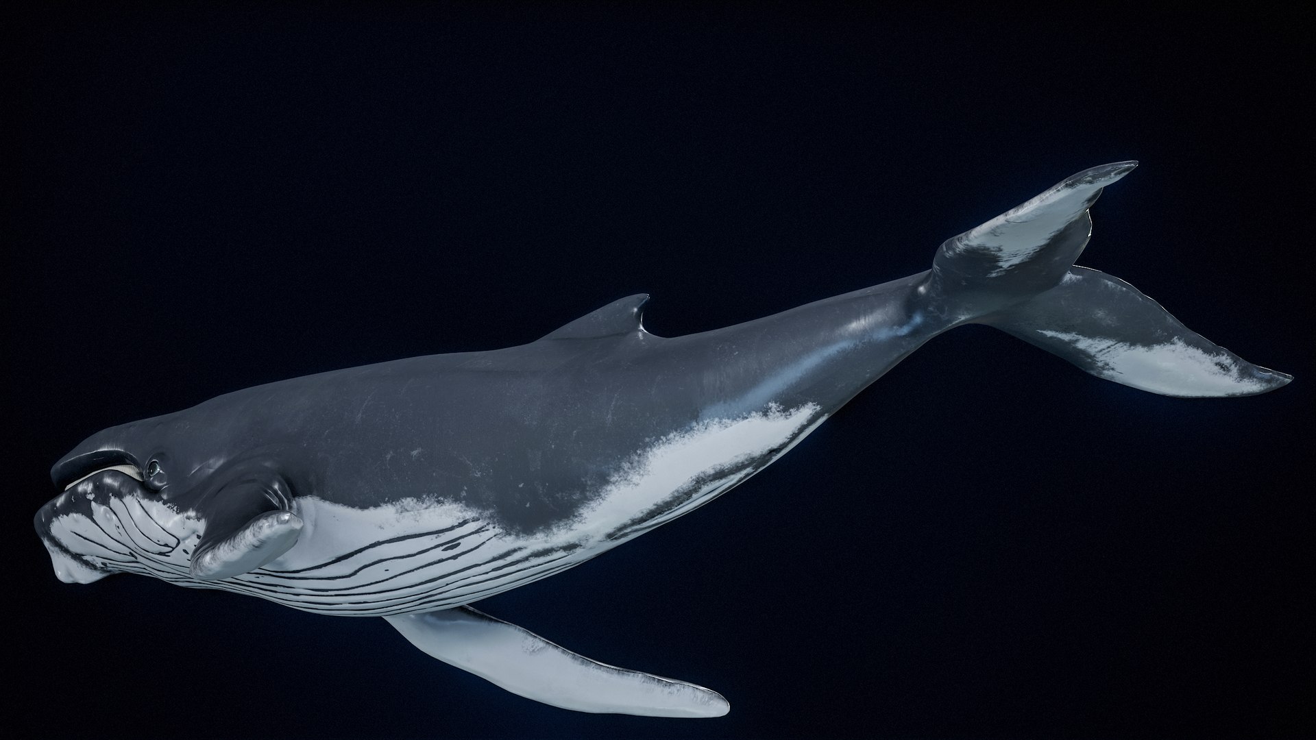Humpback Whale PBR 3D model - TurboSquid 2098408
