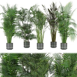 3D model Collection plant vol 307 - indoor- palm - leaf - blender - 3dmax - cinema 4d