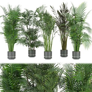 Collection plant vol 307 - indoor- palm - leaf - 3dmax - cinema 4d