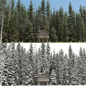 Norway Picea Forest