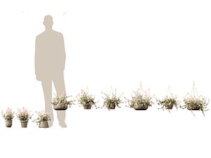 Trachelospermum asiaticum Hatsuyukikazura 3D