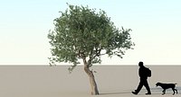Olive Tree Tpye 03